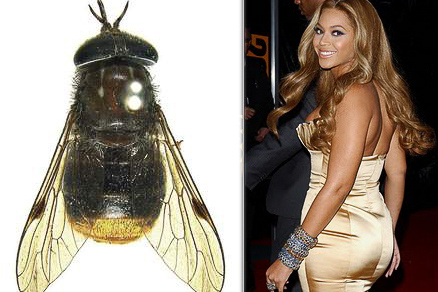 Rare Species